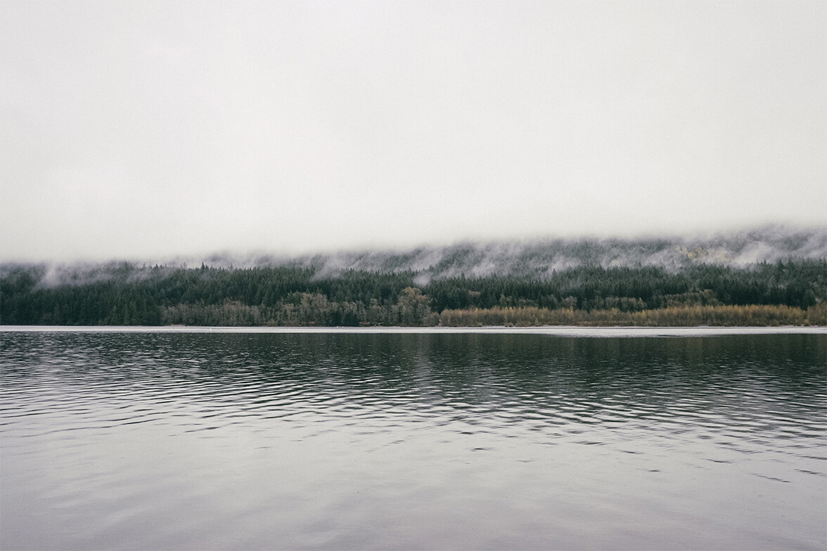 Fog Forest